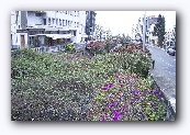 Rivier overgroeid met bloemen