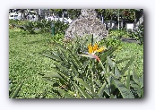 De paradijsvogelbloem in het "Parque de Santa Catarina"