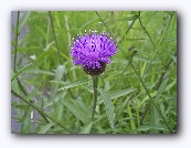 De distel : het symbool van Schotland