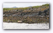 Oban : Cruise naar de zeehondenkolonie