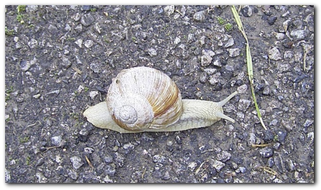 600x346 pixels (151K)