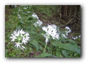 Wandeling donderdag naar Wiltz en terug 24 km tussen de look