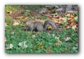 een van de vele eekhoorntjes