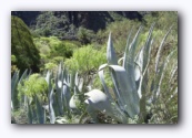 Afdaling van de Barranco de Masca (625m)