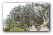 Monaco  botanische tuin